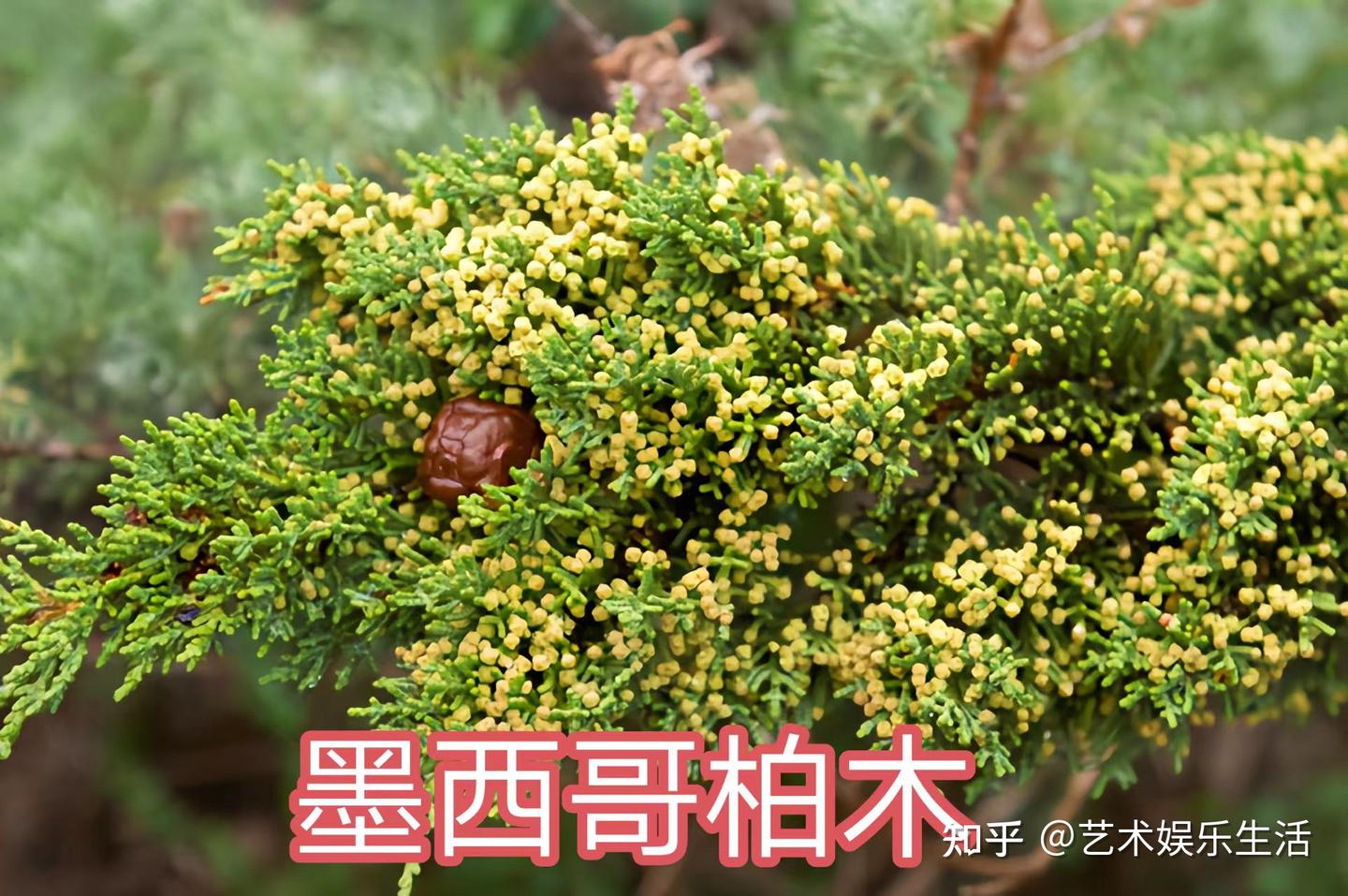 68种柏科植物,园林栽培的常用树种 - 知乎