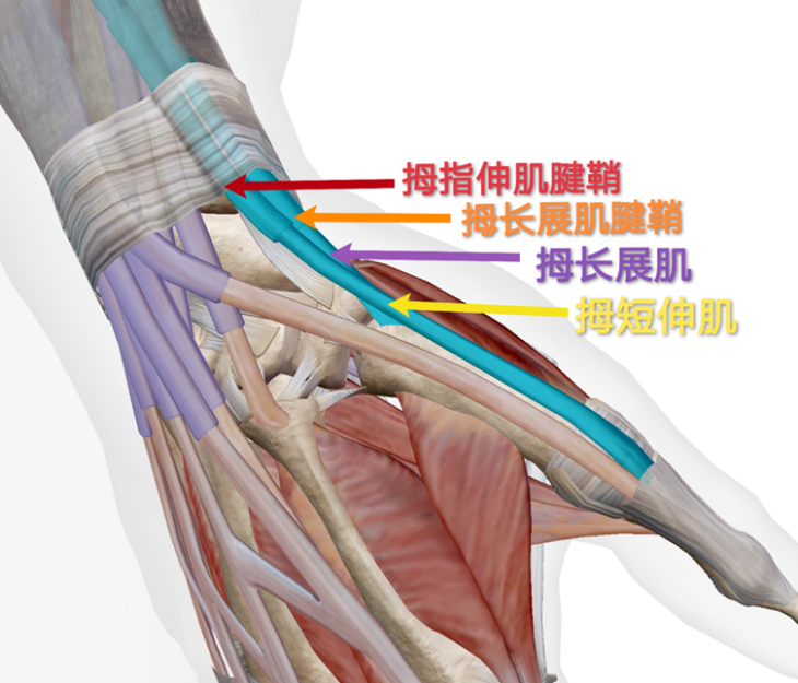运动康复——桡骨茎突狭窄性腱鞘炎 - 知乎