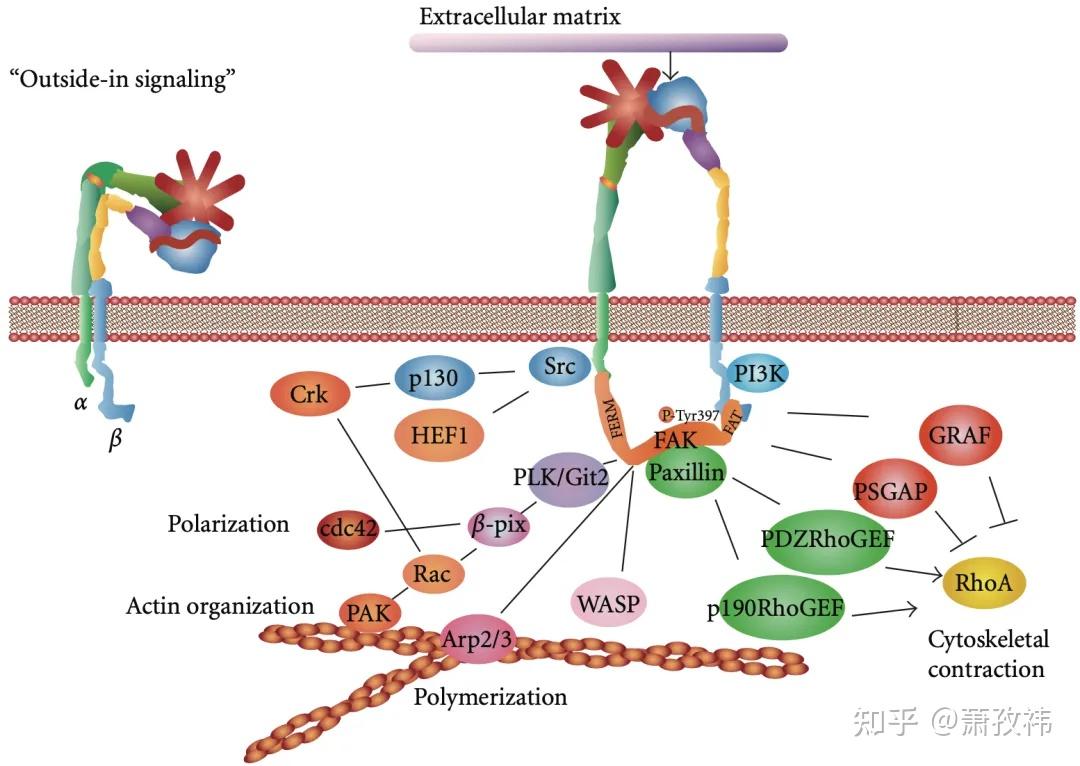 双向信号传导：整合素integrins - 知乎