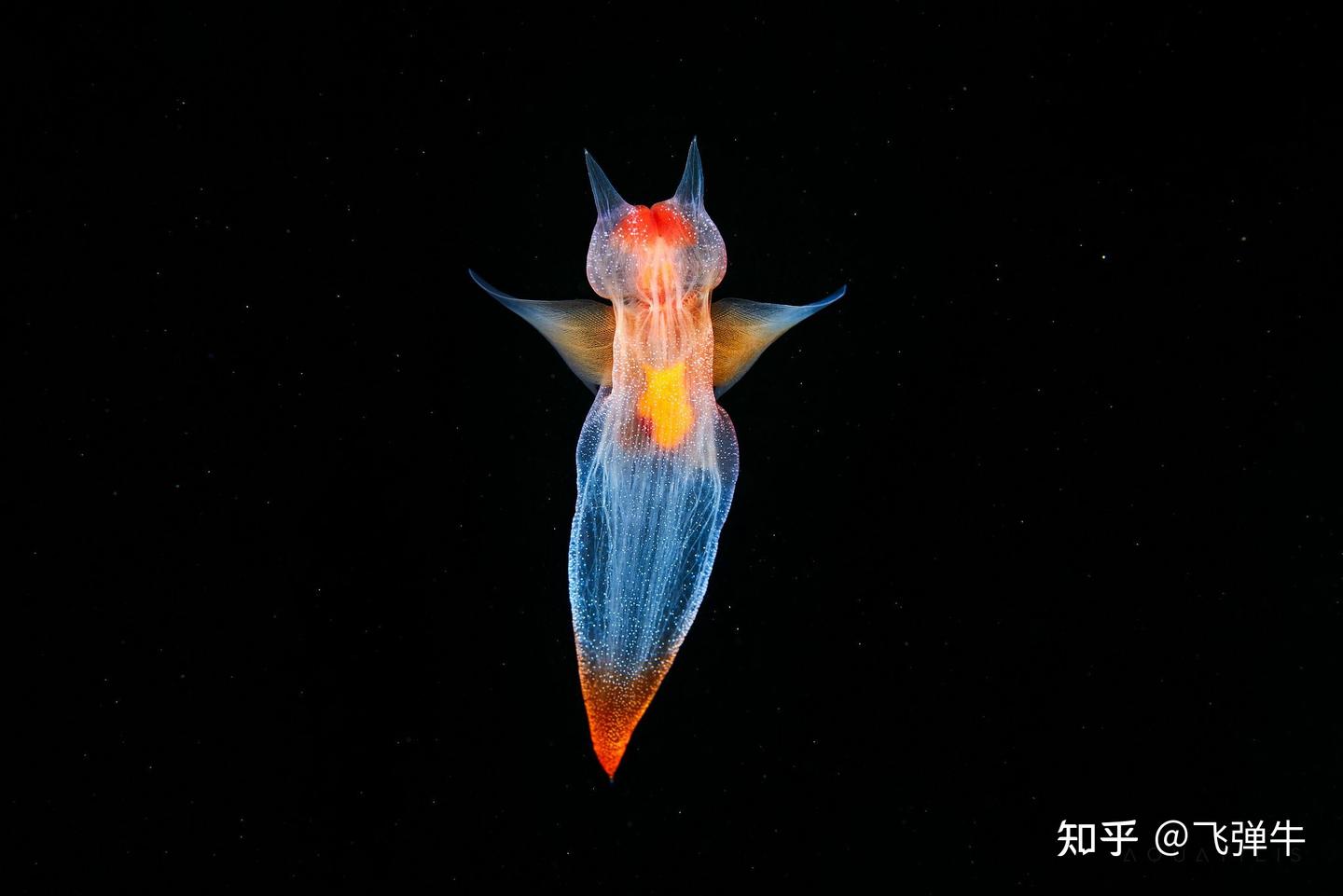 被称为“海天使”的裸海蝶其实是个残酷的天使 - 知乎