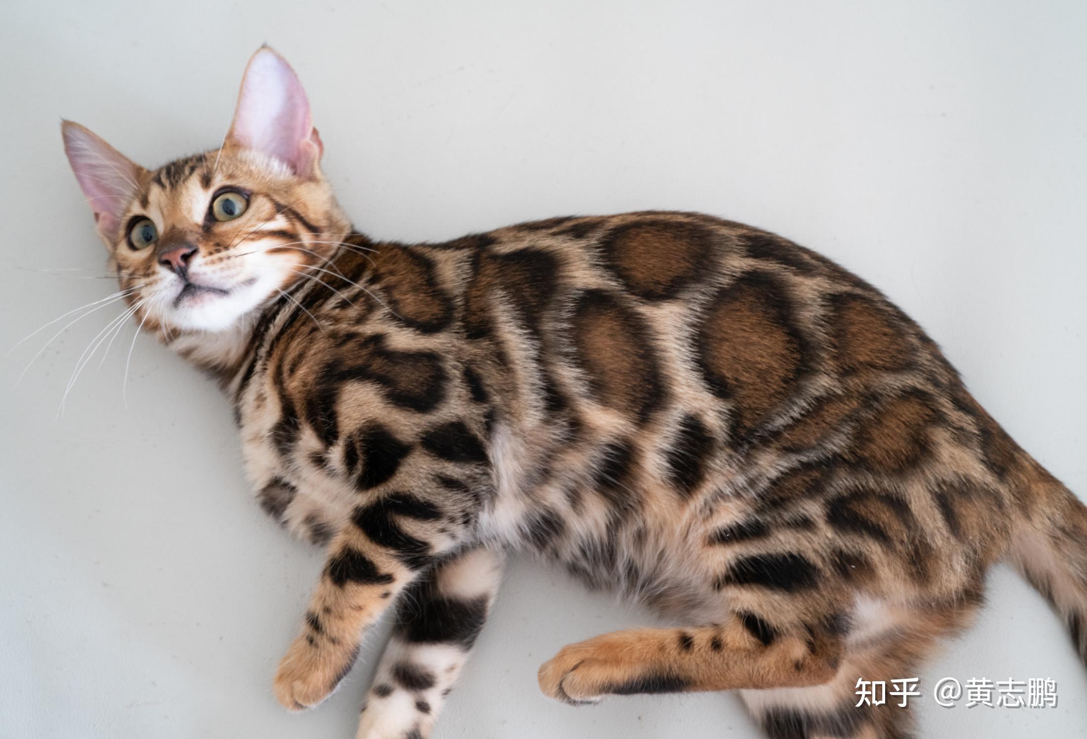我家这只豹猫感觉花纹好乱啊,品相是不是不好啊? - 知乎