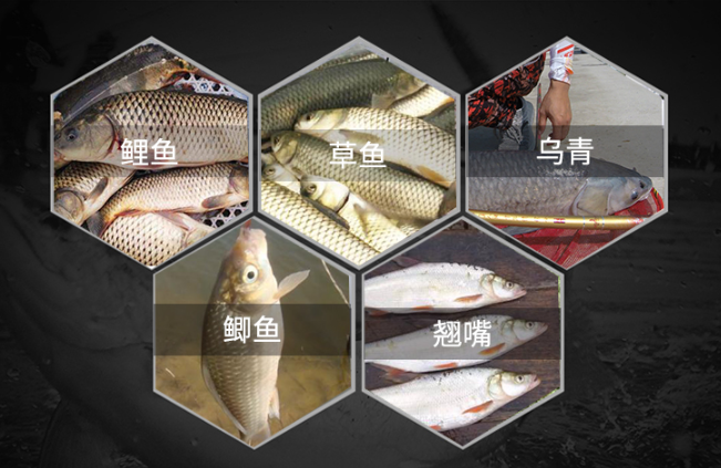 黑坑钓鱼是什么意思黑坑钓鱼用什么牌子的鱼竿好性价比高的黑坑鱼竿
