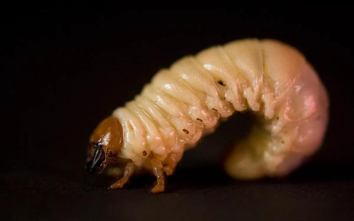 活蛆的另类妙用一战时用蛆清创几百条蛆曾挽救即将截肢的病患