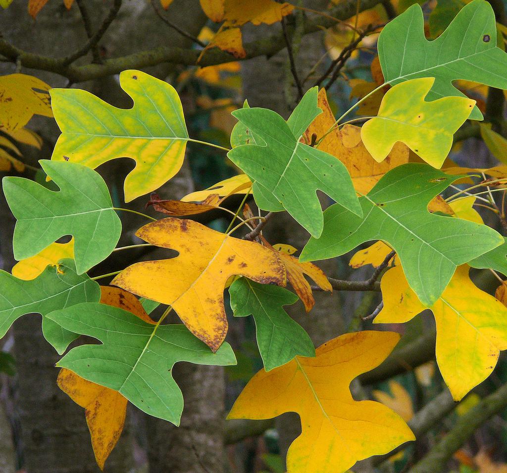 秋季有哪些美丽的变色落叶树