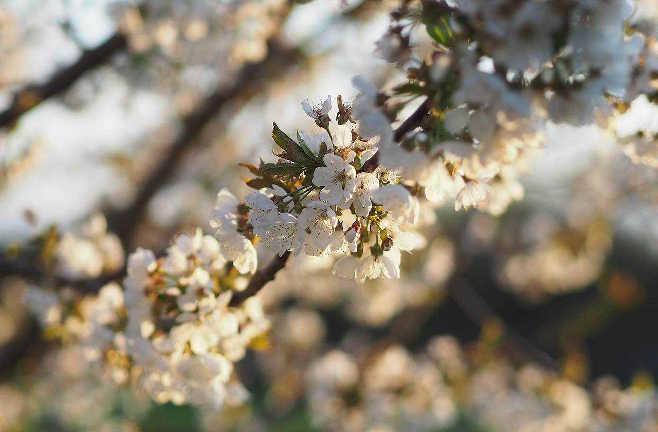 4. 炎夏花树竞艳