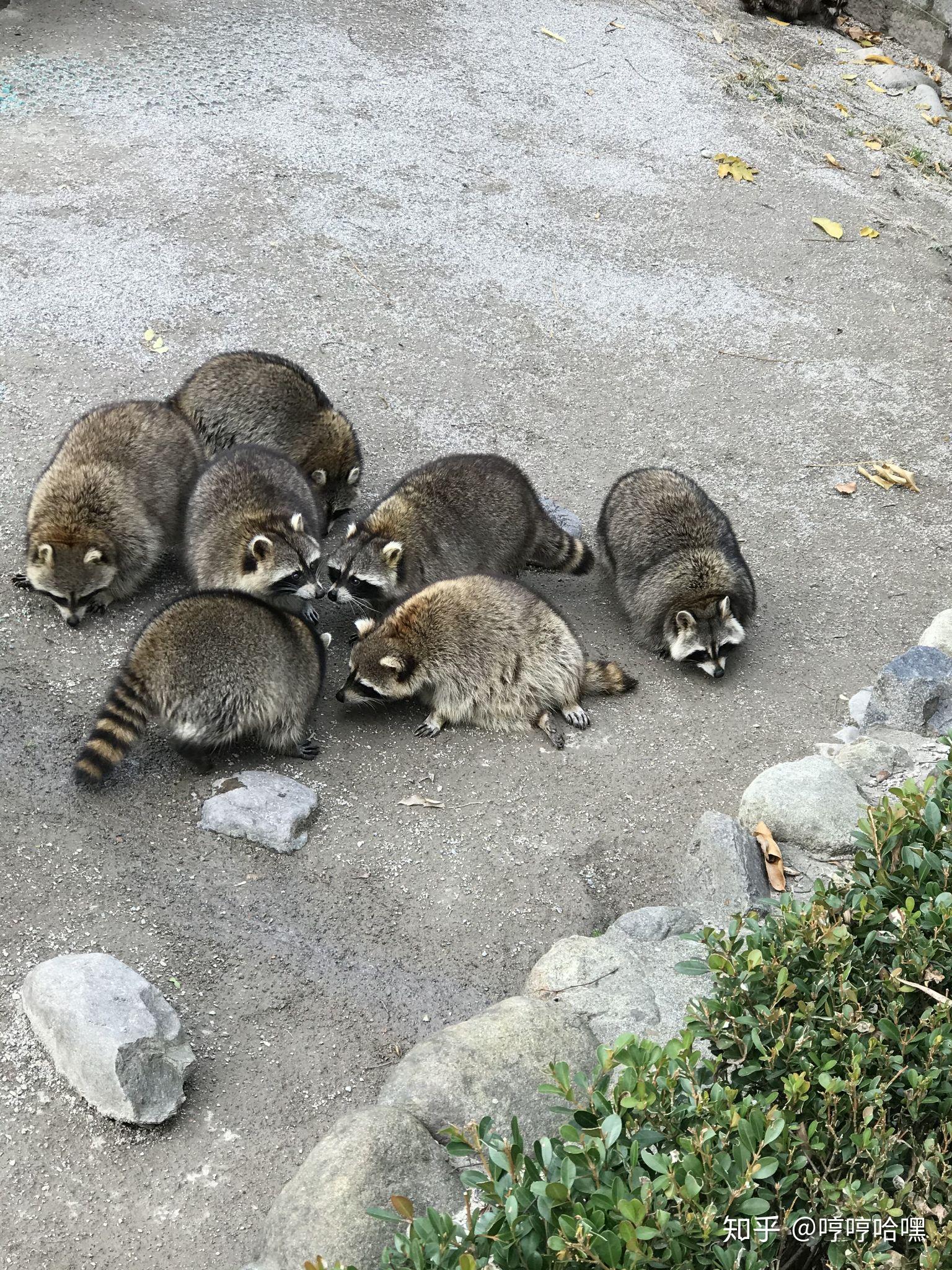 如何看待上海野生動物園飼養員實施作業時被熊攻擊不幸遇難一事類似