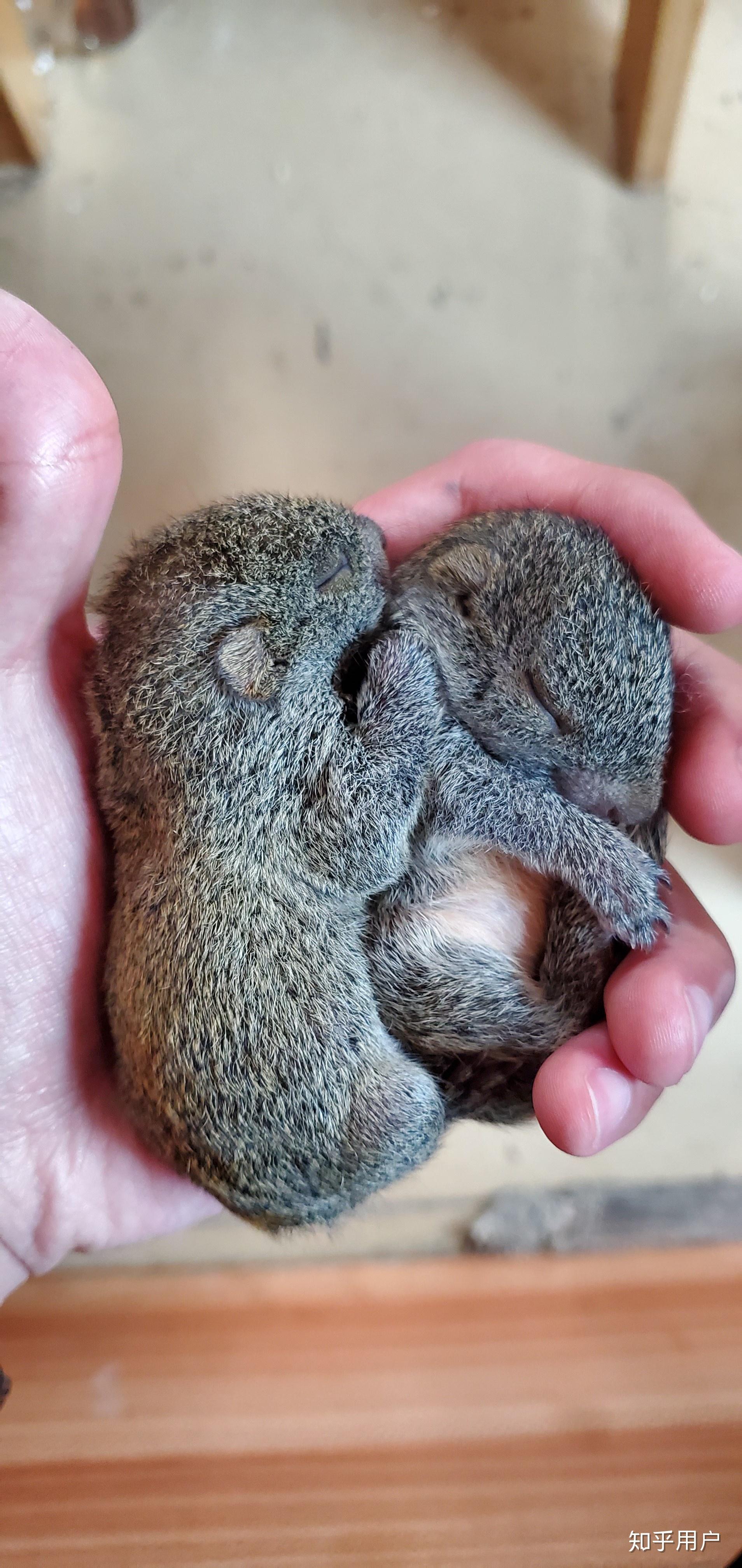 如何饲养松鼠幼崽