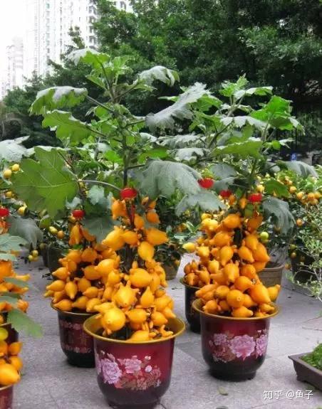 20余种常见的观果盆景，您见过几种？ - 知乎
