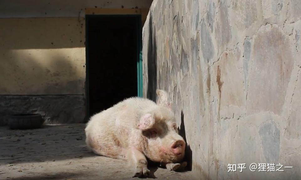 阿富汗全境只有一头猪，名字就叫“猪”，是2002年中国送的- 知乎