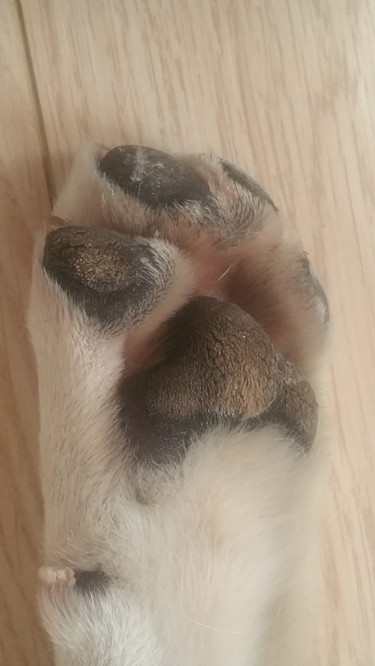 遛完狗狗脚太脏怎么办