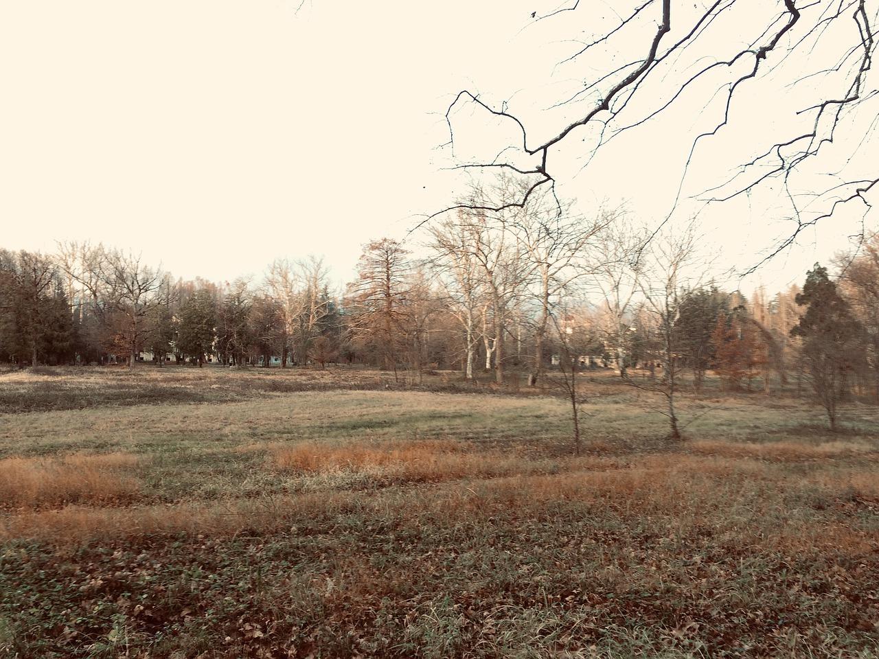 树影婆娑映晚霞