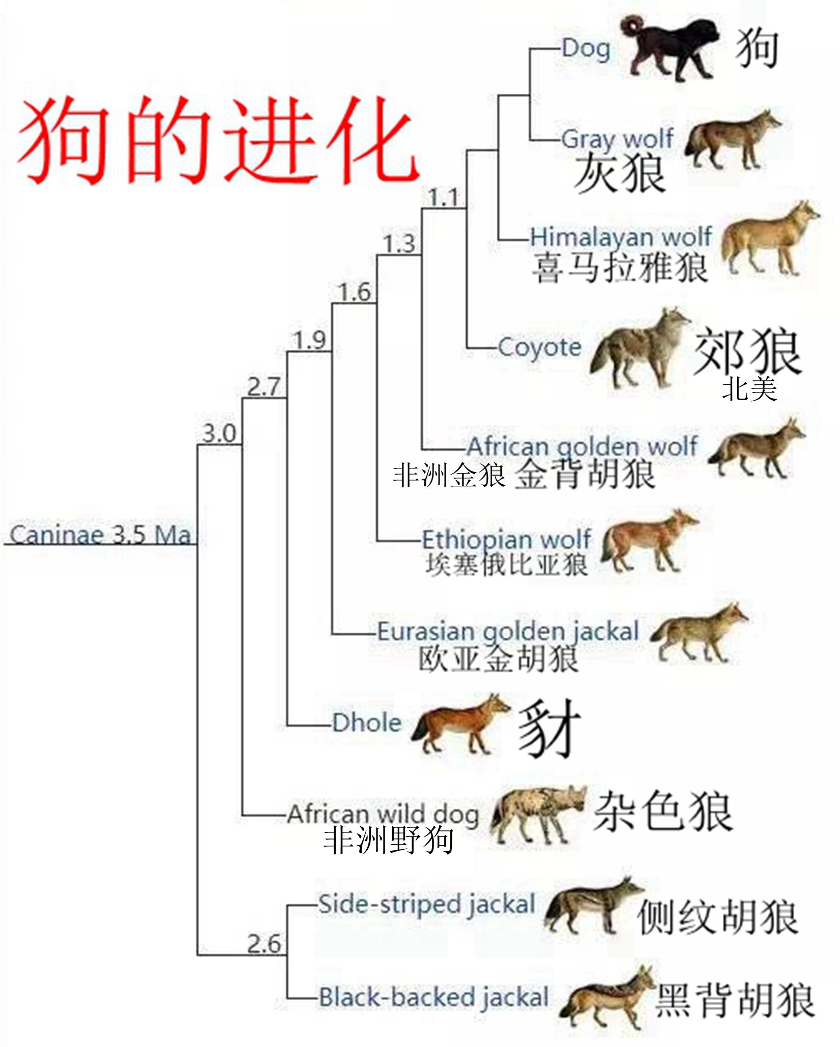 狼的进化过程的图片图片