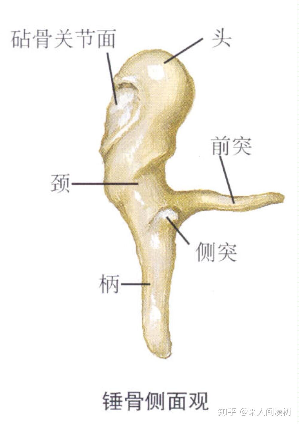 听力知识,医学上的听骨链是怎么样的? - 知乎