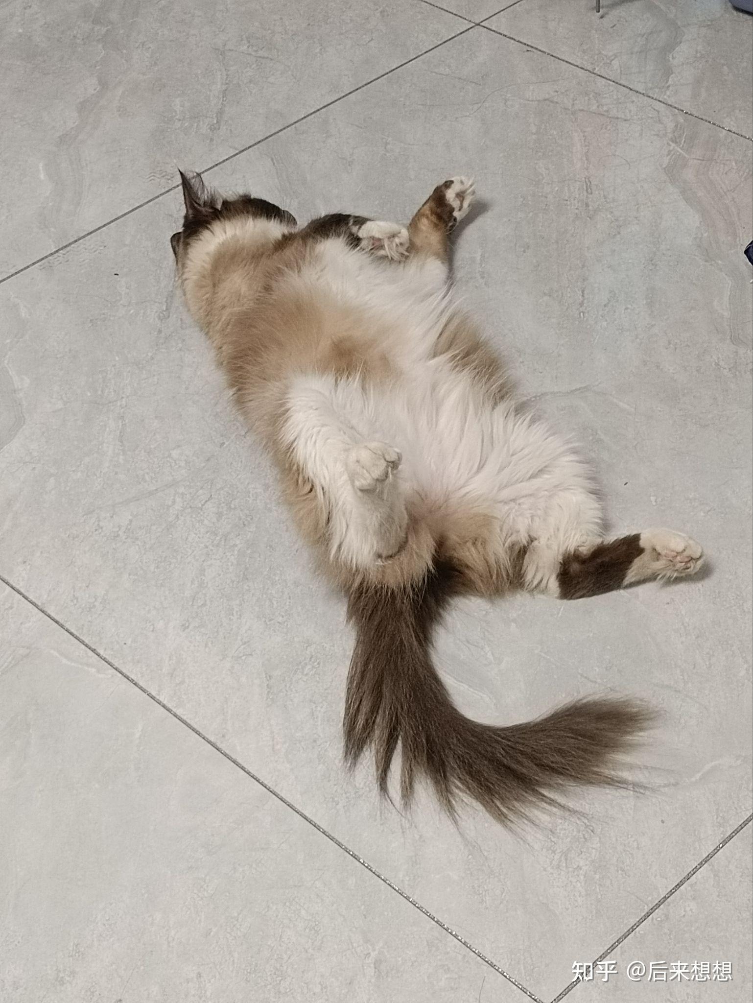 可以放一张猫猫睡懒觉的照片吗