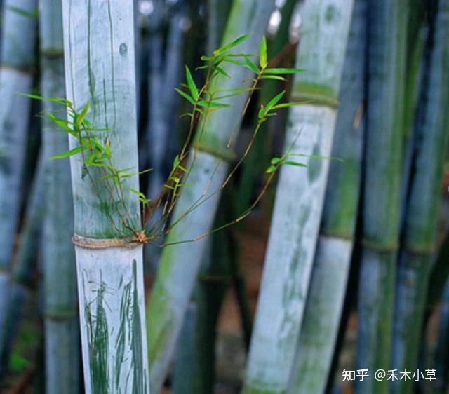 遇到这种单竹不要错过,烘烤出的“单竹水”能清热下火 - 知乎