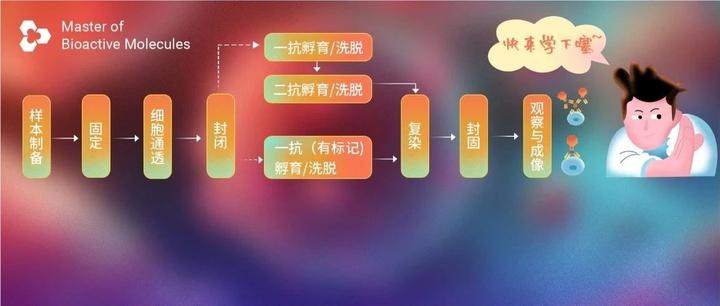 免疫细胞化学/免疫荧光 (ICC/IF) 实验操作全流程! 一看就懂噻~ | MedChemExpress (MCE) - 知乎