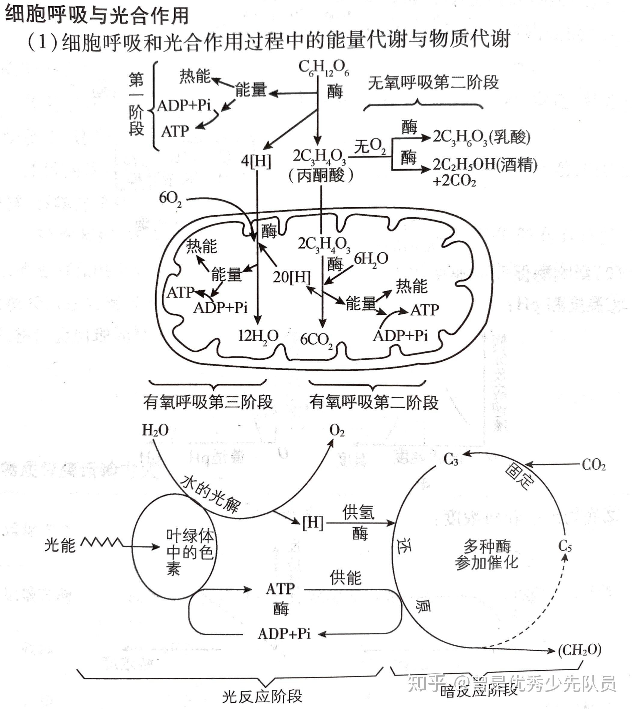 高中生物必修一光合作用和呼吸作用的反應式是怎樣的