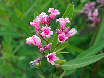 罗布麻红麻戈宝红麻大叶白麻的地域分布