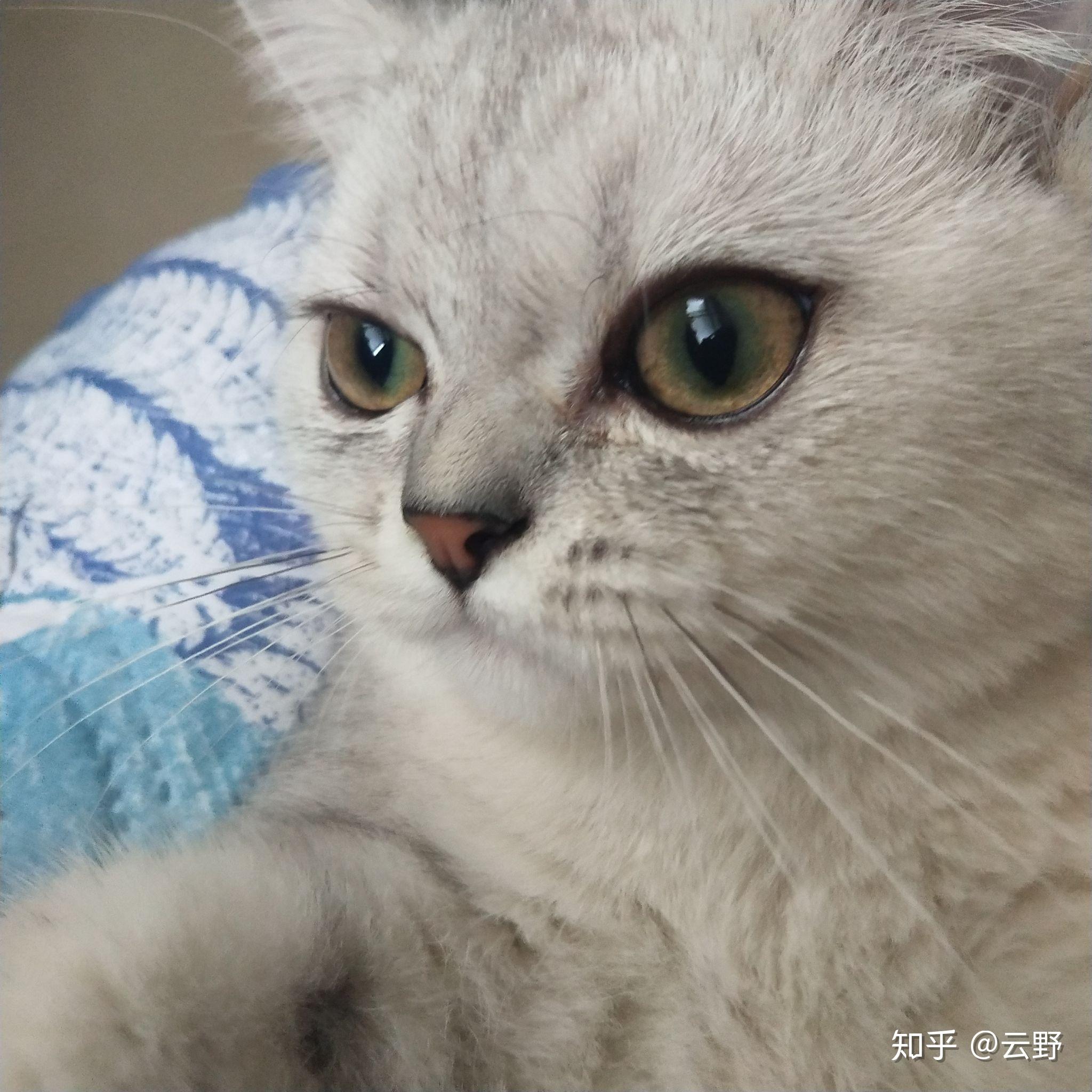 请问你们觉得我家银渐层宝宝的眼睛长大后会变成什么颜色