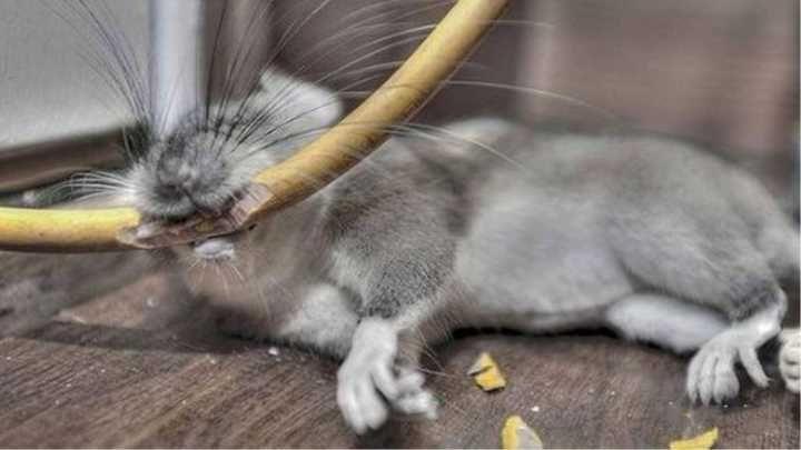 常见的家鼠有哪些?家里进了老鼠怎么办?它们有什么危害? - 知乎