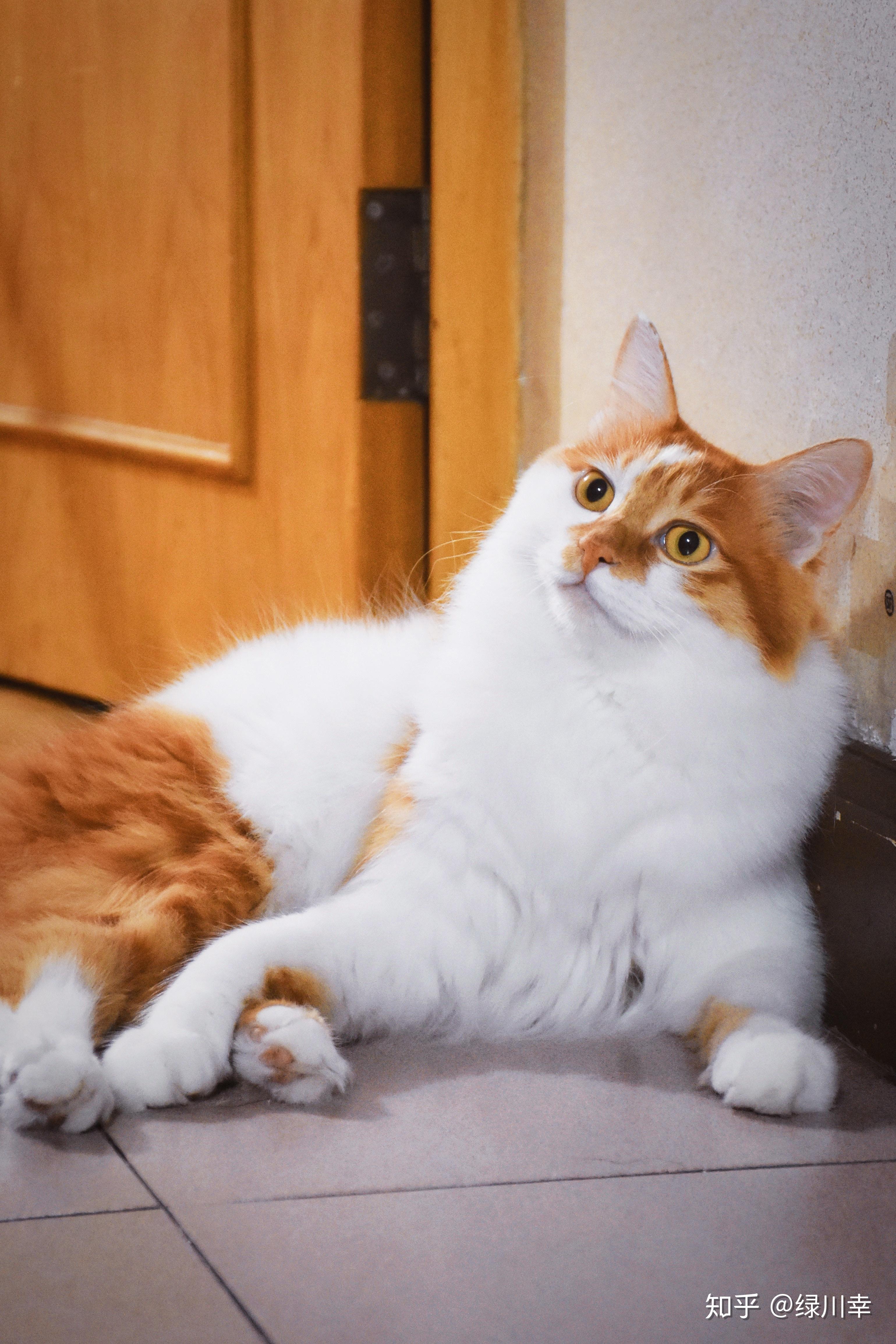 中华田园猫的颜值有多高