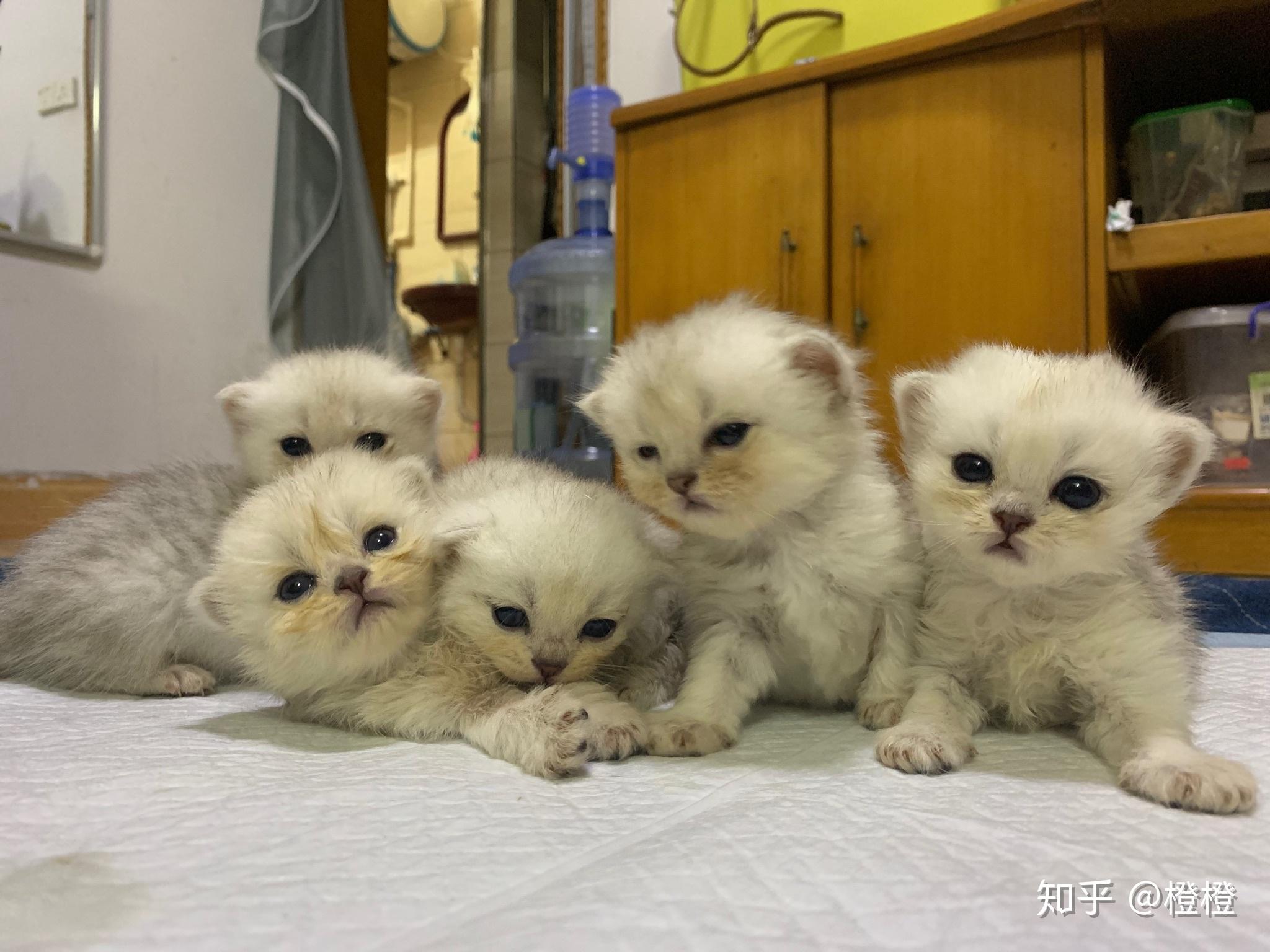 金吉拉和银渐层配出来的猫是什么样的呢