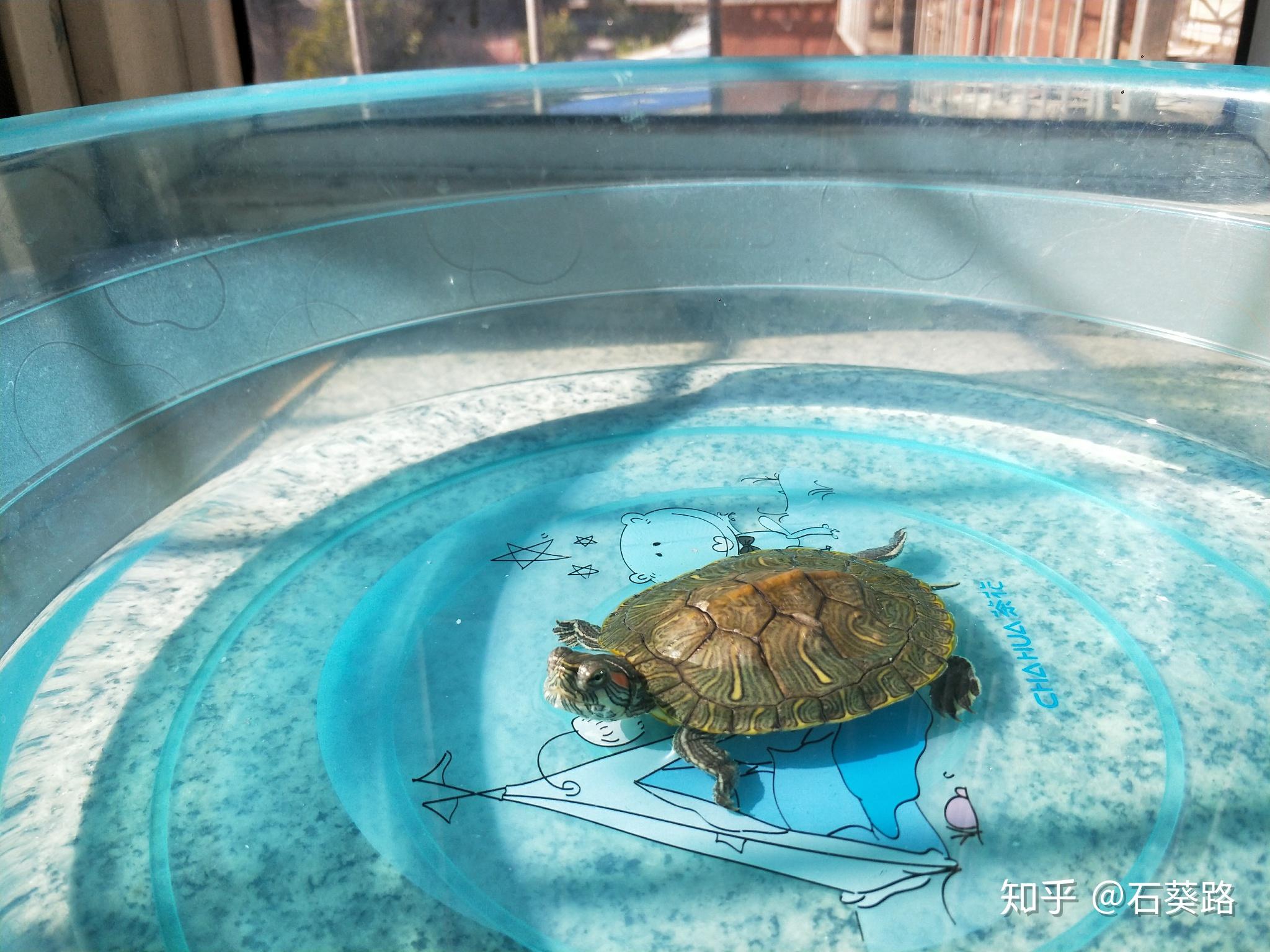 巴西龟的寿命一般有多少年？怎么养才能活得久 - 胖萌舍宠物网
