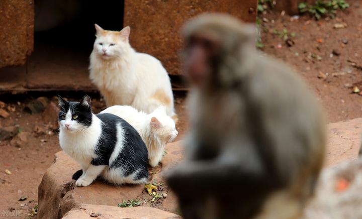 昆明动物园“猴猫共处”事件反映了什么问题？ - 知乎