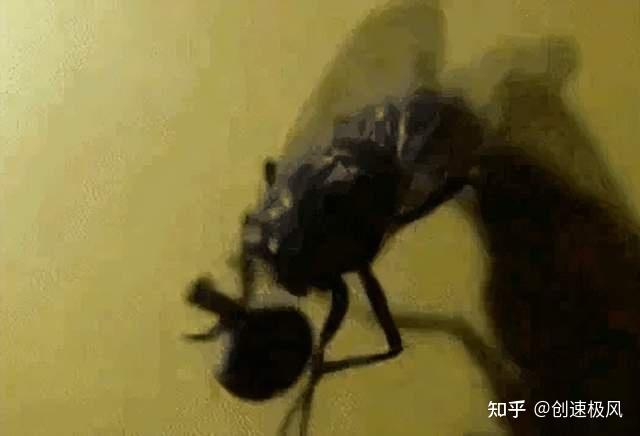 苍蝇为什么把自己的头拧下来?
