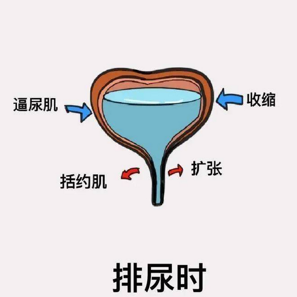 站起来锻炼膀胱逼尿肌吧】