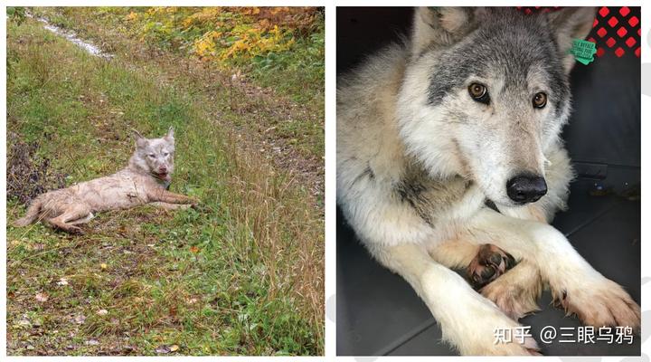 如果将 20 只狼和 500 只鹿放进同一孤岛，最后谁能活下来？