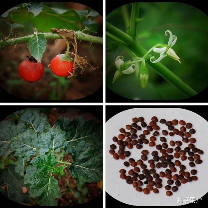 请教一味中药我们这儿叫天星米但是网上都查不到