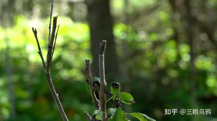 如果将 20 只狼和 500 只鹿放进同一孤岛，最后谁能活下来？