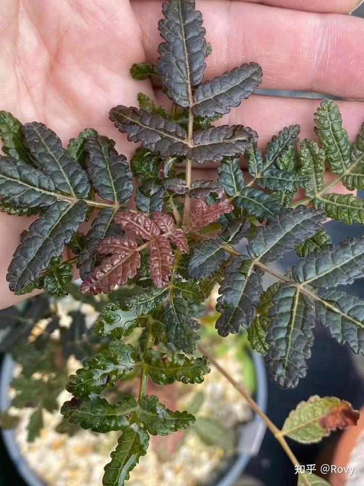 ボスウェリア　アメーロ 種子】ボスウェリア・アメーロ 1s Boswellia ameero | プラント
