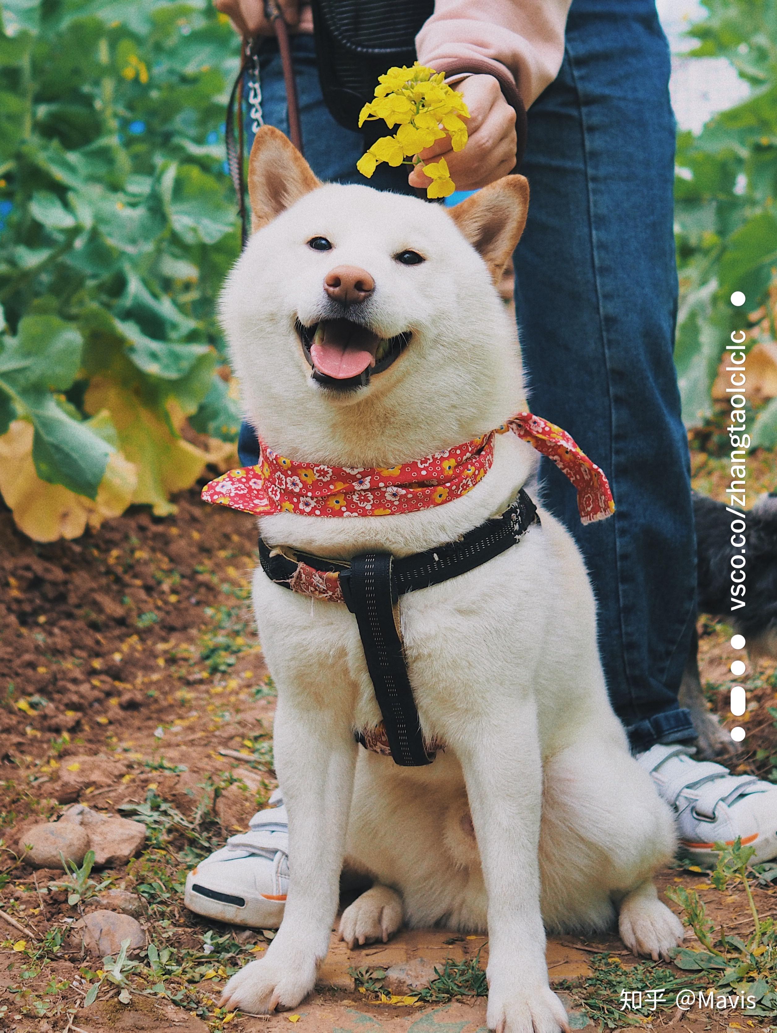 8个月大柴犬不爱吃狗粮怎么办已经换了好几种狗粮了