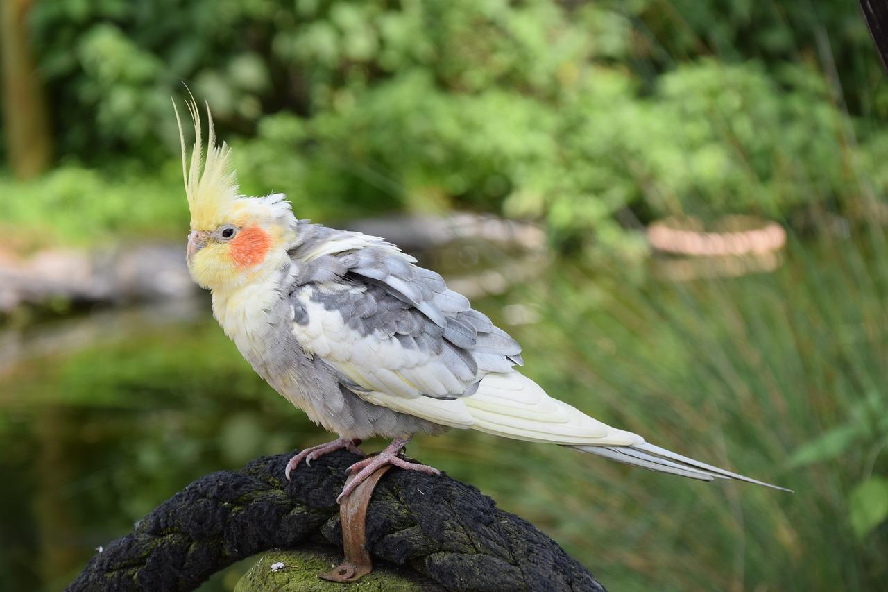 百灵有什么特点