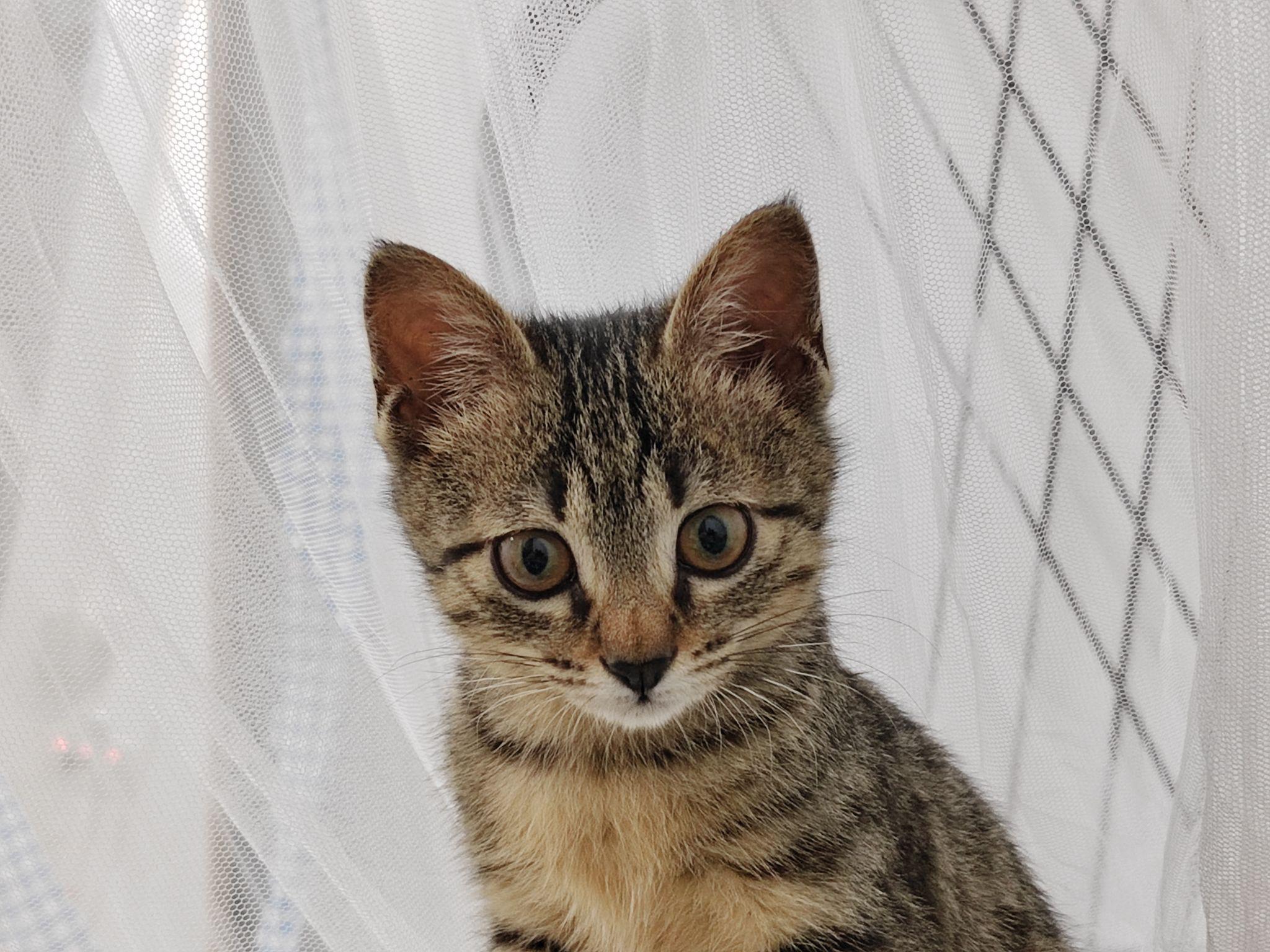 为什么我的狸花猫黑鼻子黑爪子?