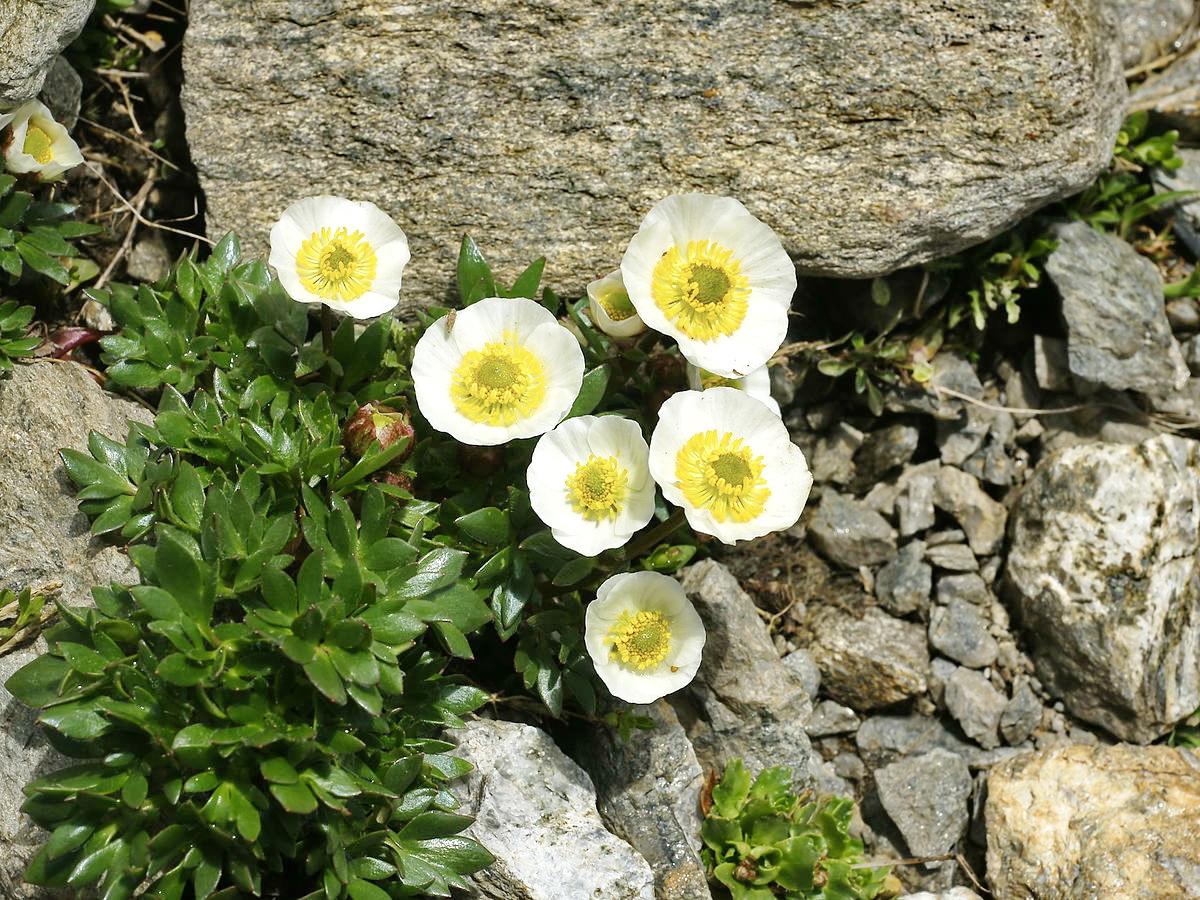 南极跟北极有什么植物?