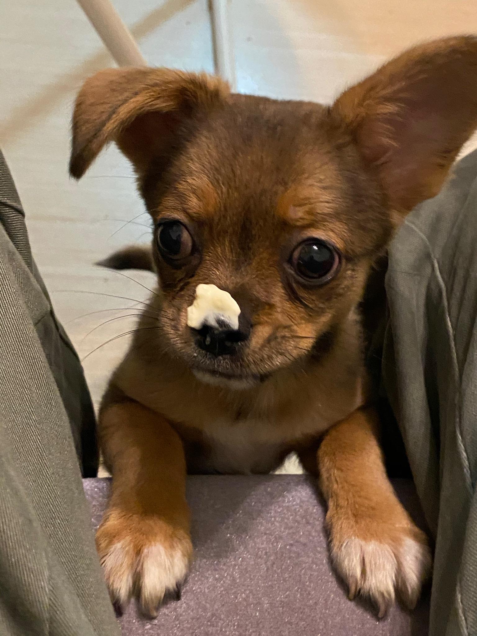 我的吉娃娃不知道和什么狗串的求鉴定