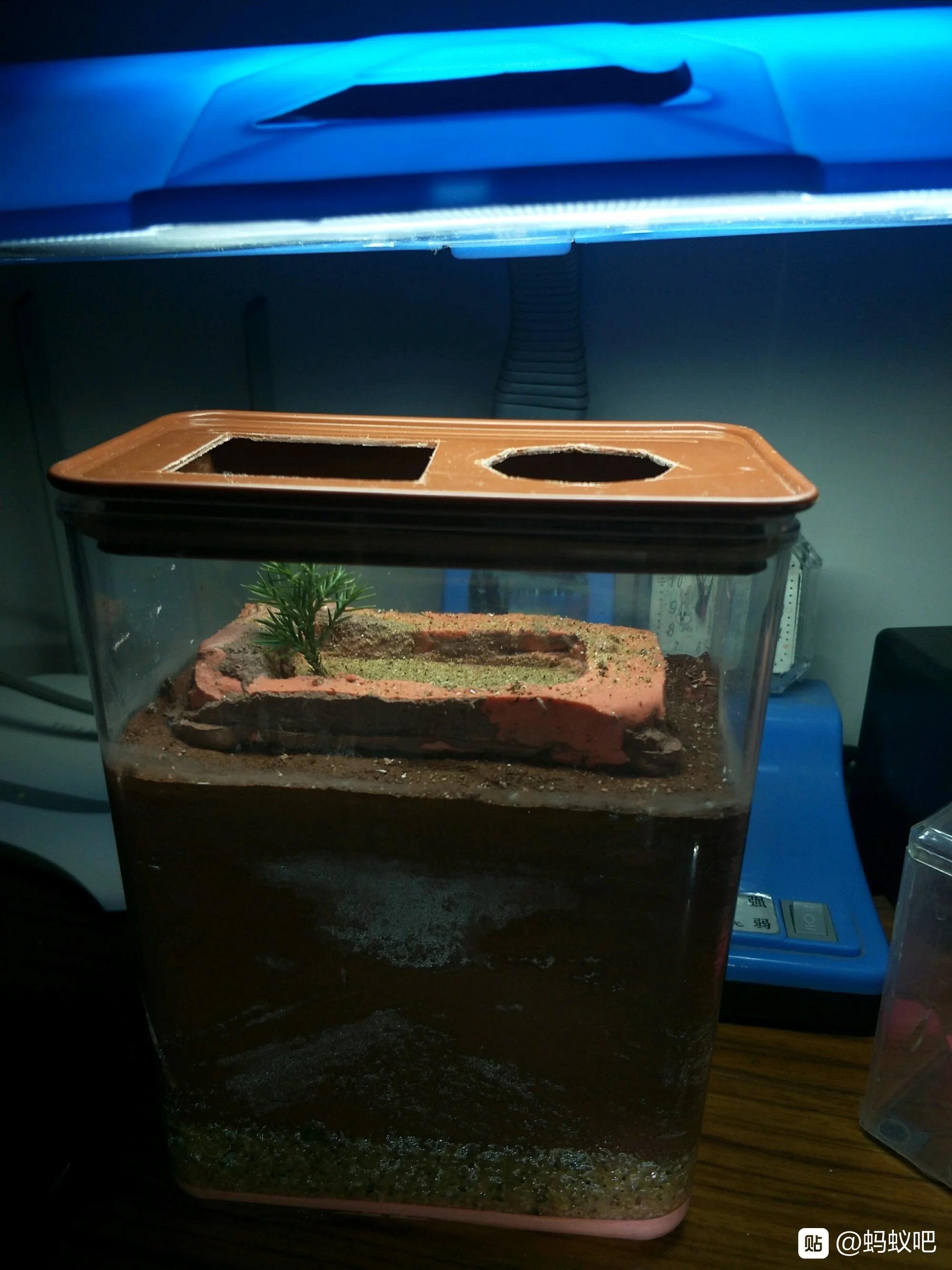 纪录片里蚂蚁巢穴内部怎么拍的? - 知乎