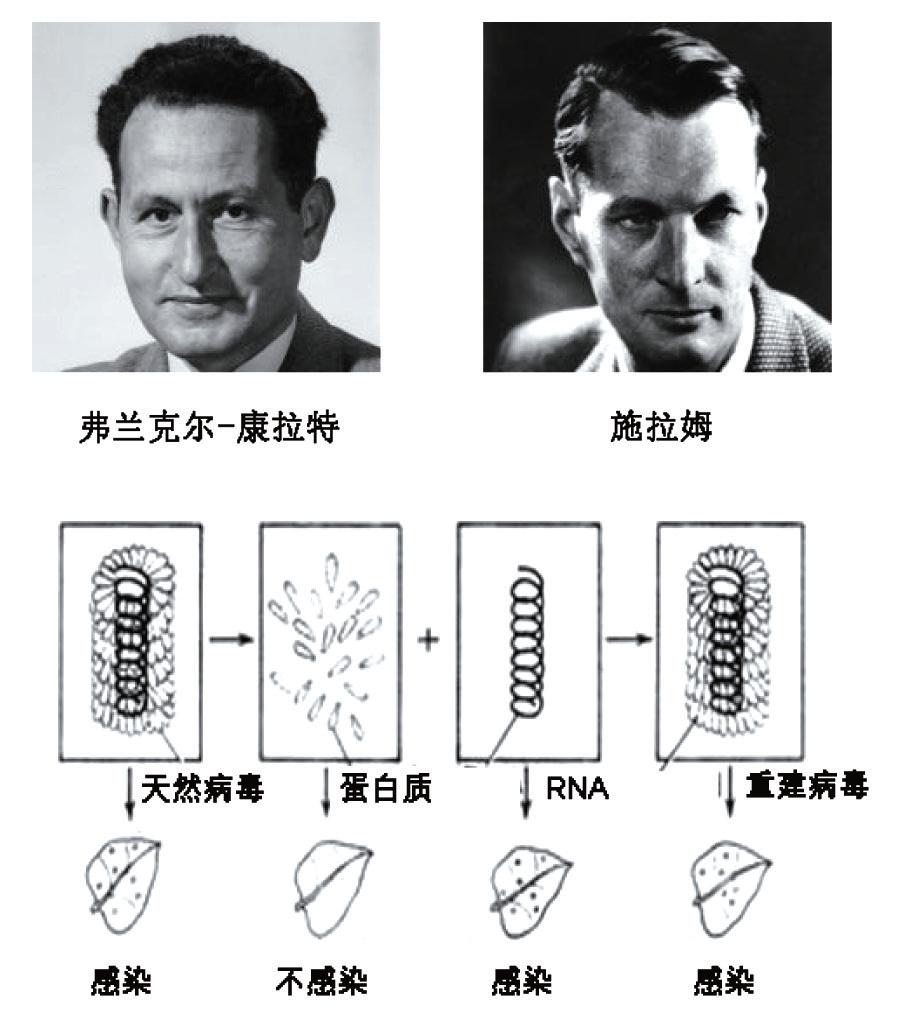 为什么DNA的发现史整个过程如此清晰,而对三种RNA的发现过程却很少提及? - 知乎