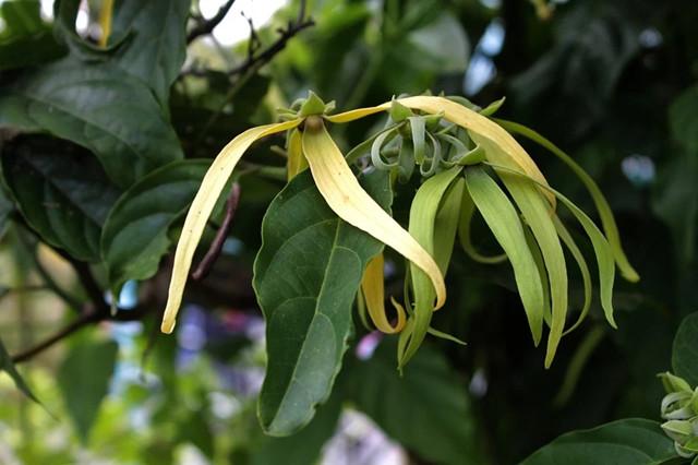 依兰花,从古色古香中走来!被称为“世界花香冠军”! - 知乎