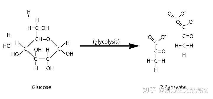 有氧条件下一分子葡萄糖所生成的乙酰coa进入三羧酸循环可生成多少