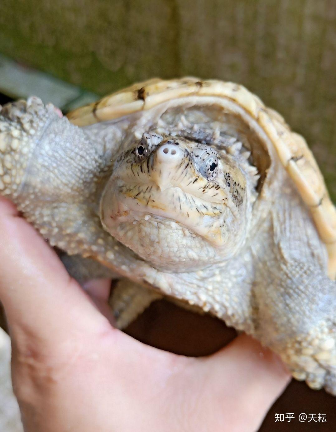 金黄壳的鳄龟多少钱也不知道是什么品种