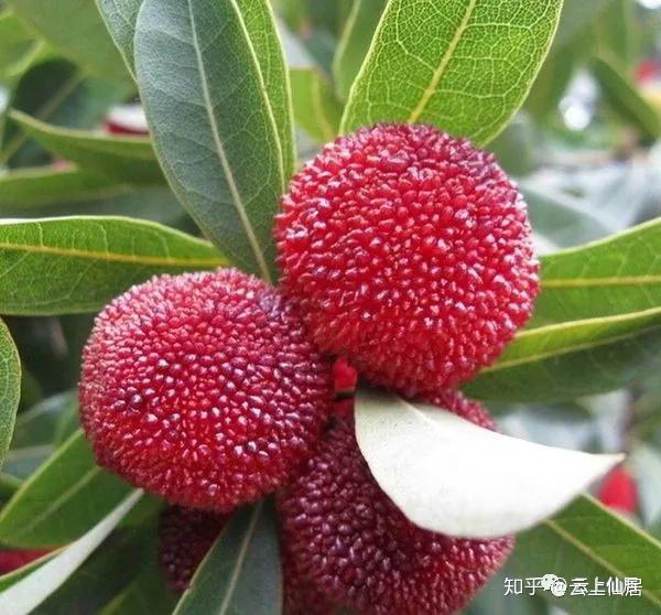 杨梅界的百科全书，你看了就懂 - 知乎