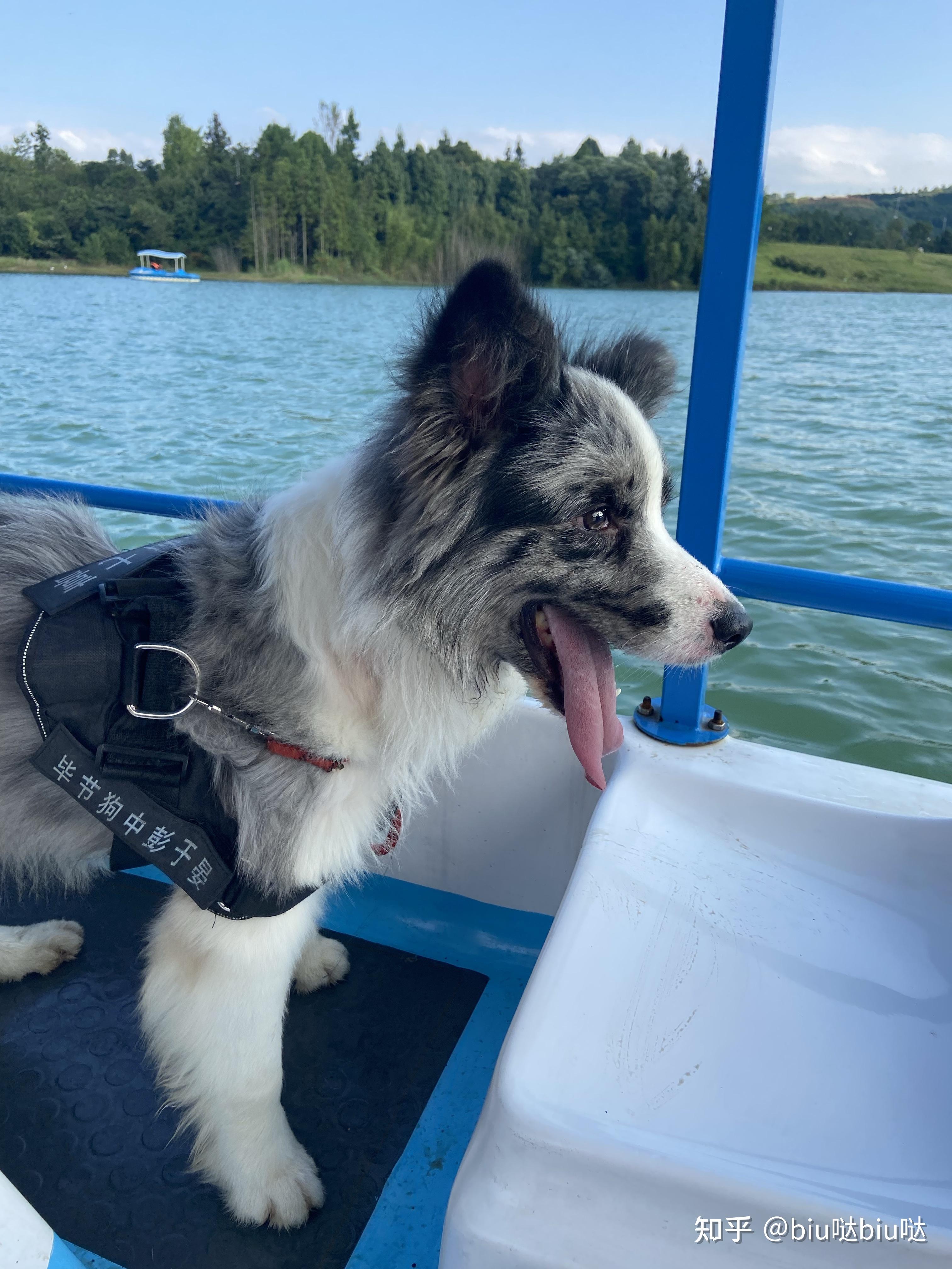 花了4300买的蓝陨石边牧各位看看怎么样