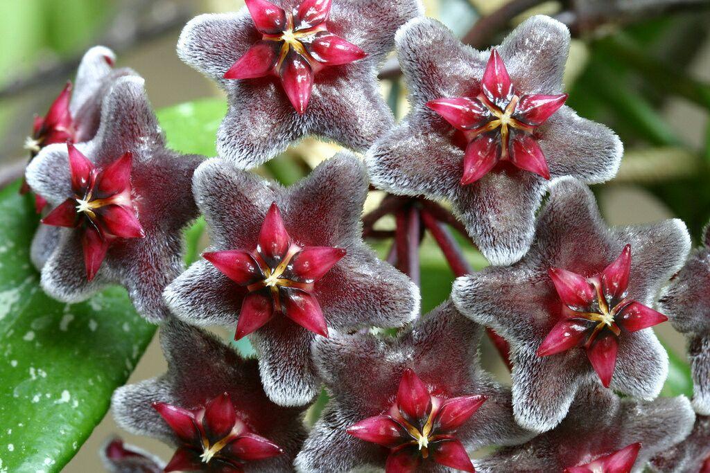 有哪些可爱却不常见的植物? - 知乎