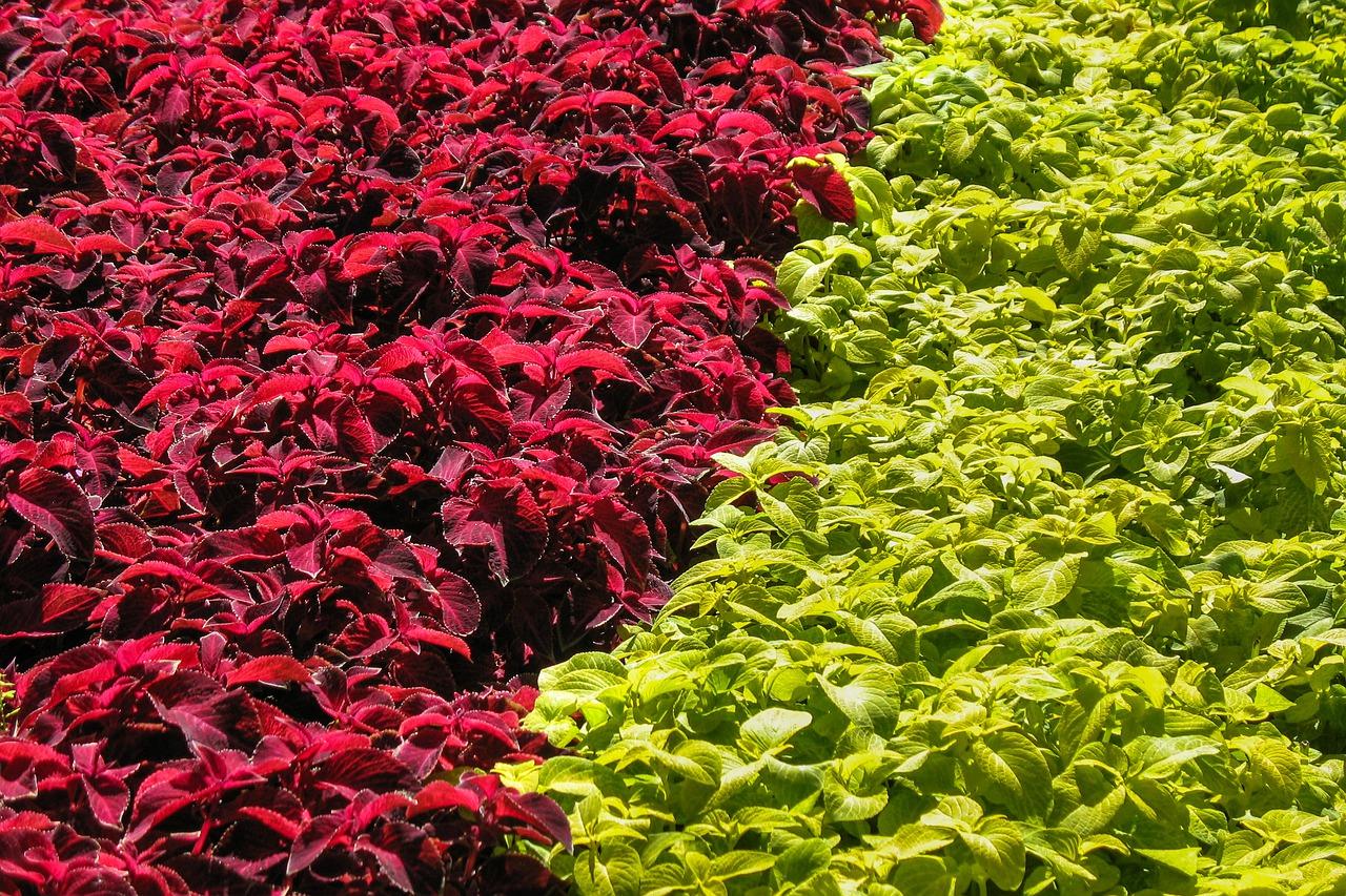 夏季凉席如何挑选