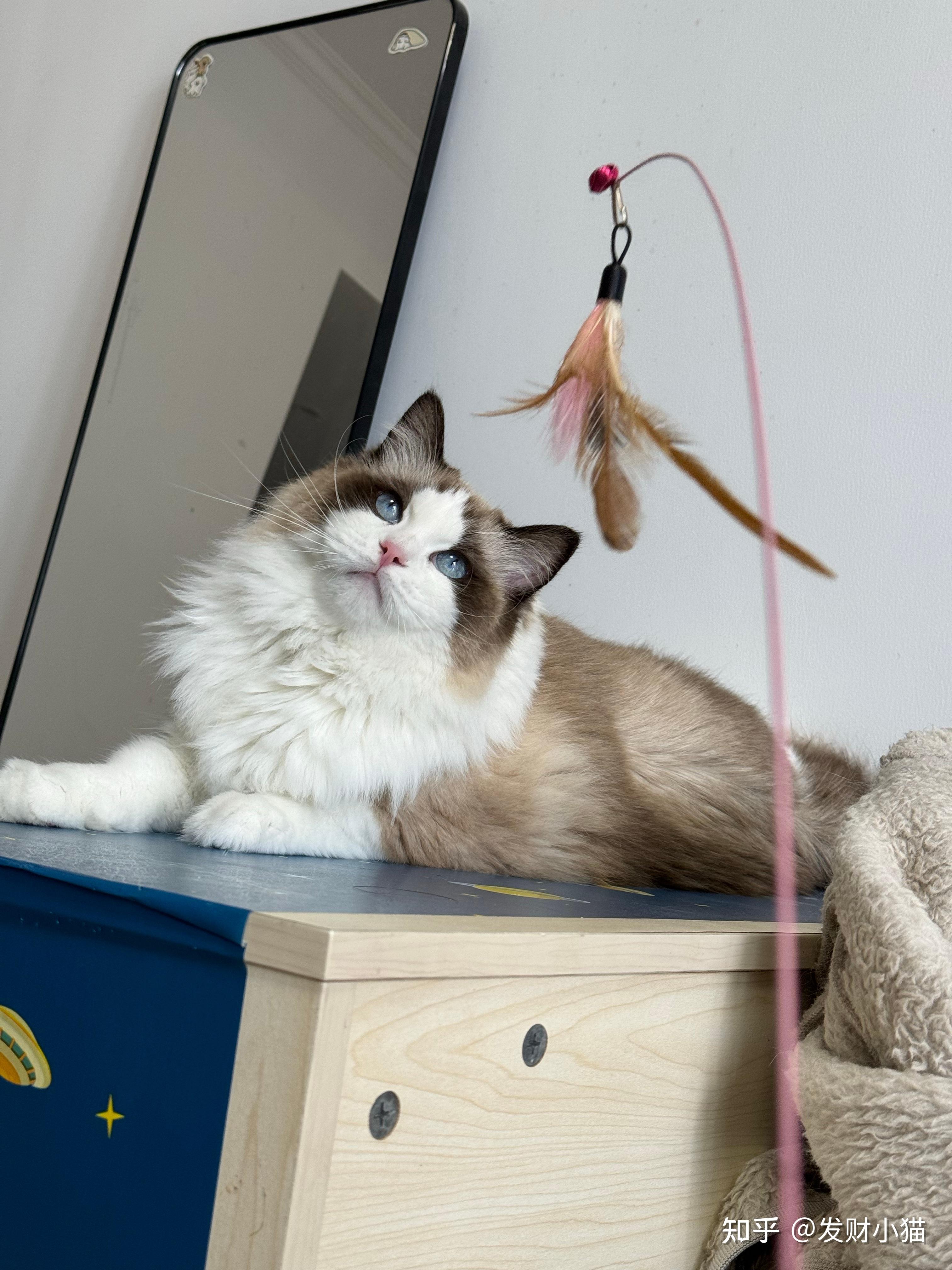 这只3500的布偶猫可以吗