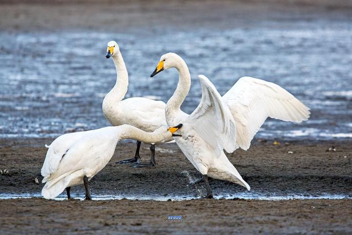 吃天鹅肉会被判刑吗吃野生动物犯法吗